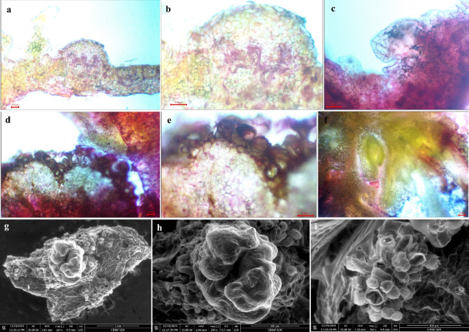Plant Cell, Tissue and Organ Culture tweet media