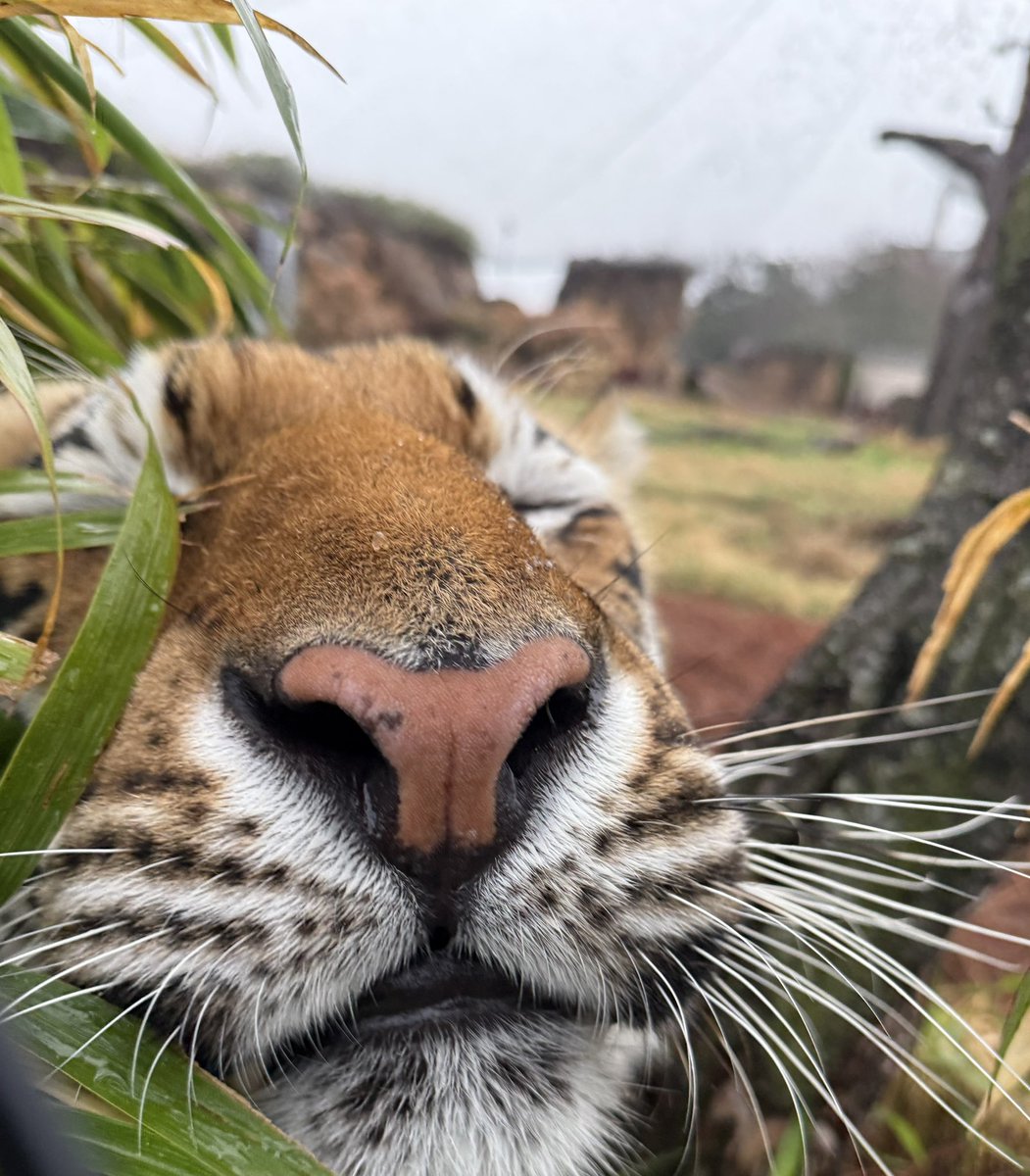 Wishing everyone a happy Friday. You know what would make it really great? A visit with your favorite Tiger