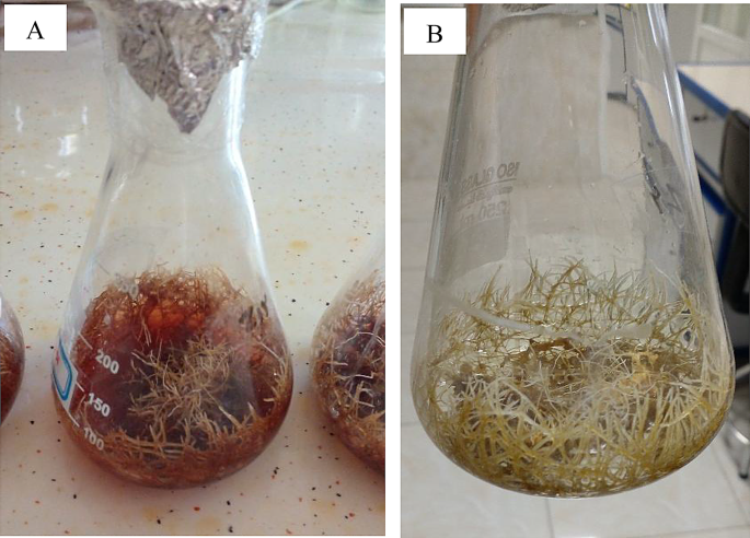 Plant Cell, Tissue and Organ Culture tweet media