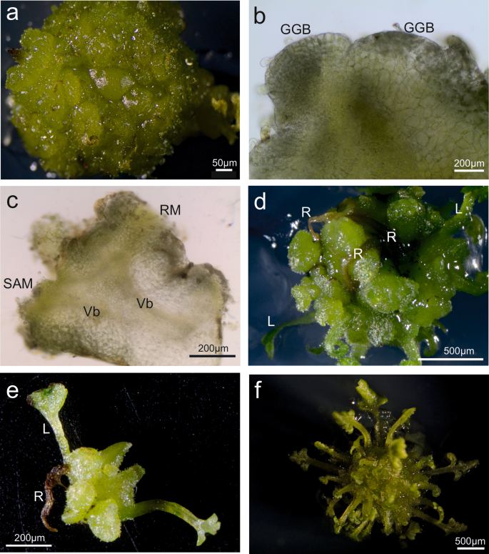 Plant Cell, Tissue and Organ Culture tweet media
