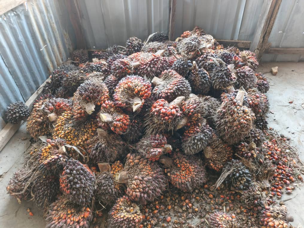 RetsonTedheke01's tweet photo. #NigeriaFarms: Harvesting Has Started at @NFGCSFarmEstate 3,000 Palm Plantation and Counting.
With our Palm Oil Processing Plant Ready and Our Palm Kernel Processing Plant Incoming, We can Say, We will Get There!
Ultimately, Nigeria Must Farm and Process What We Farm For Nigeria To Work!
@Agbatoken
@agbadovolution
@NIGFarmersFOND