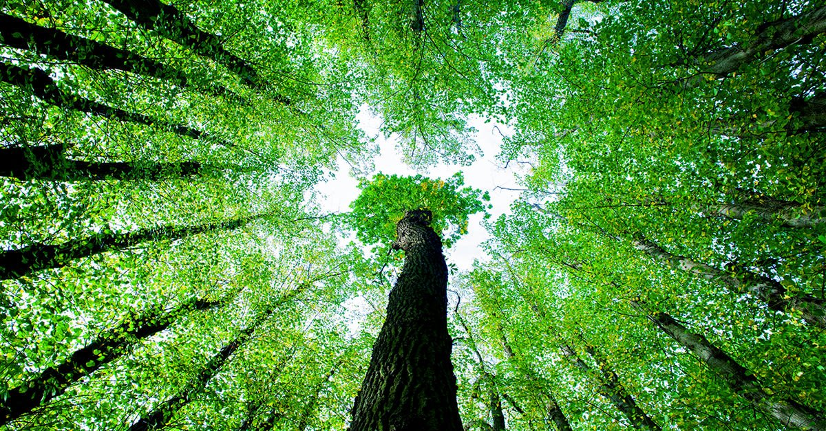 l'ensemble du monde physique, des êtres vivants et des paysages non modifiés par l'homme