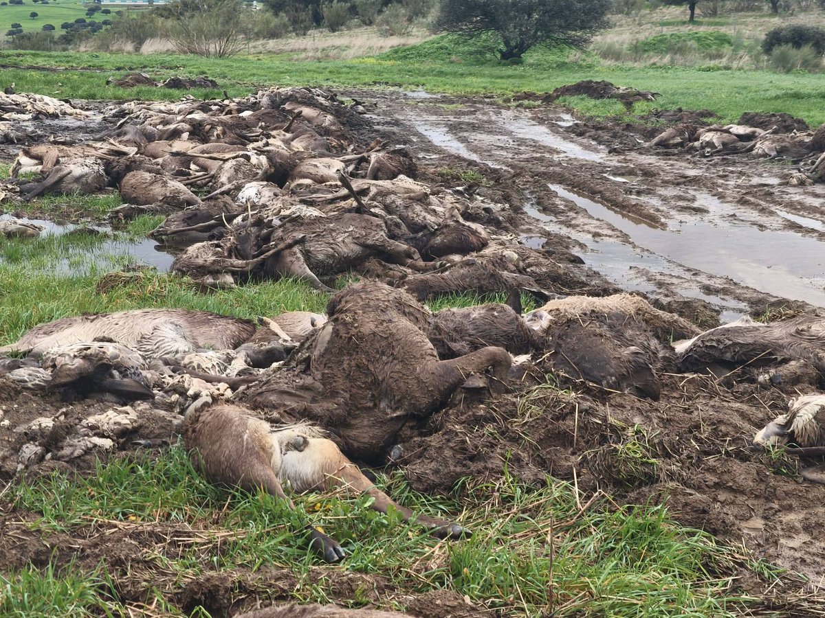 ❗En una montería en Ciudad Real mataron seiscientos ciervos SEISCIENTOS😨 Una brutal masacre. Fue tal la carnicería, que no tenían medios para recoger tantos cuerpos y desecharon "sin aprovechar" cientos de ellos en el muladar😨 Los mataron por matar.  ASESINOS
#LaVerdadDeLaCaza