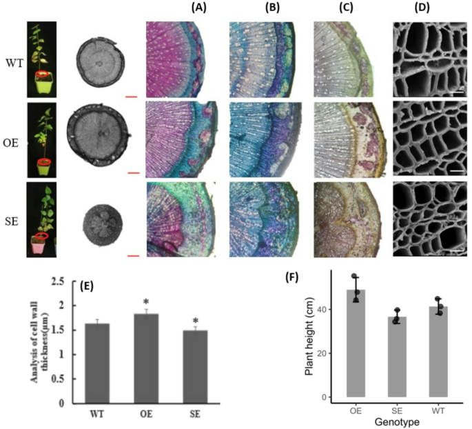 Plant Cell, Tissue and Organ Culture tweet media