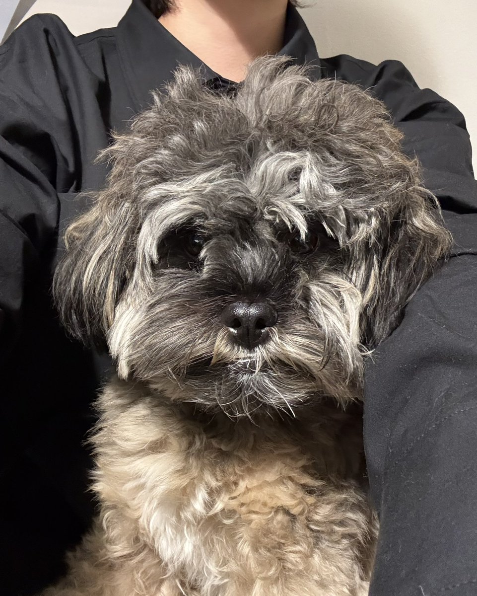 링고 아니 대박이 그리고 글씨와 사비 tweet media