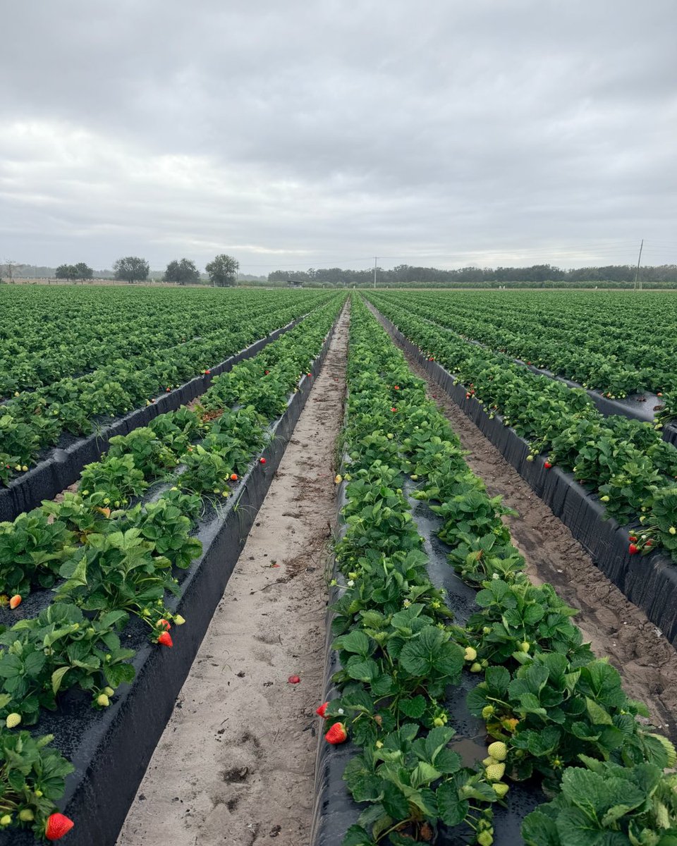 Harrell’s LLC tweet media