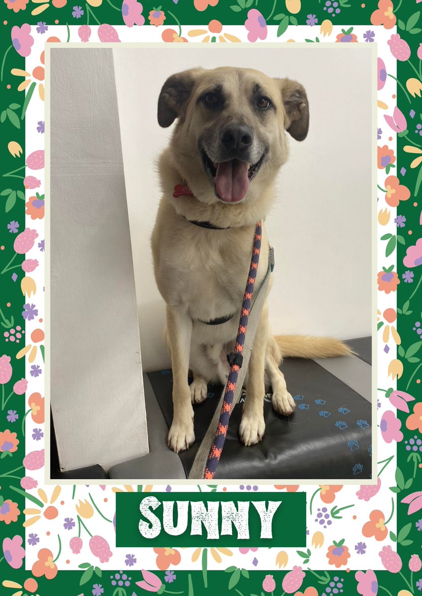 Cheeky boy Sunny would like you to retweet him so the people who are searching for their perfect match might just find him 💚🙏 oakwooddogrescue.co.uk/meetthedogs.ht… 
#teamzay #dogsoftwitter #rescue #rehomehour #adoptdontshop #k9hour #rescuedog #adoptable #dog