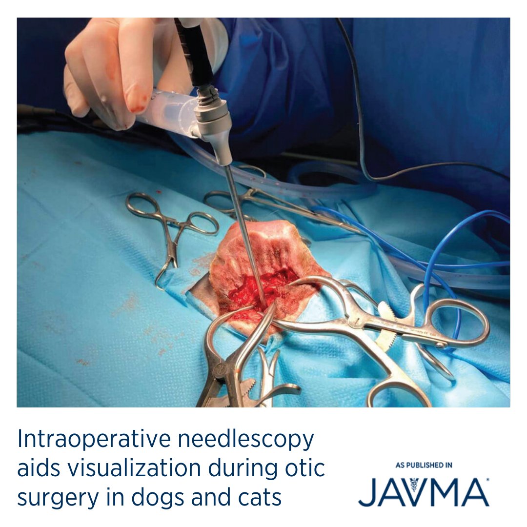 AVMAJAVMA's tweet photo. Needlescope-assisted ear #surgery was feasible and improved the confidence of the surgeon intraoperatively. 🐕 Learn more: https://t.co/geIrfZvVev #otology #VBO #needlescopy #TECA #LBO https://t.co/KxdrFl9kaq