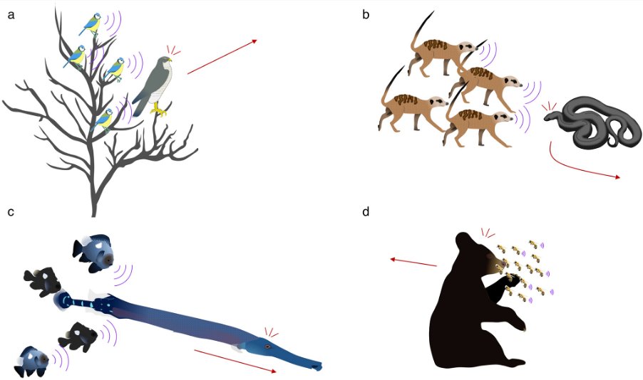 Behavioral Ecology tweet media