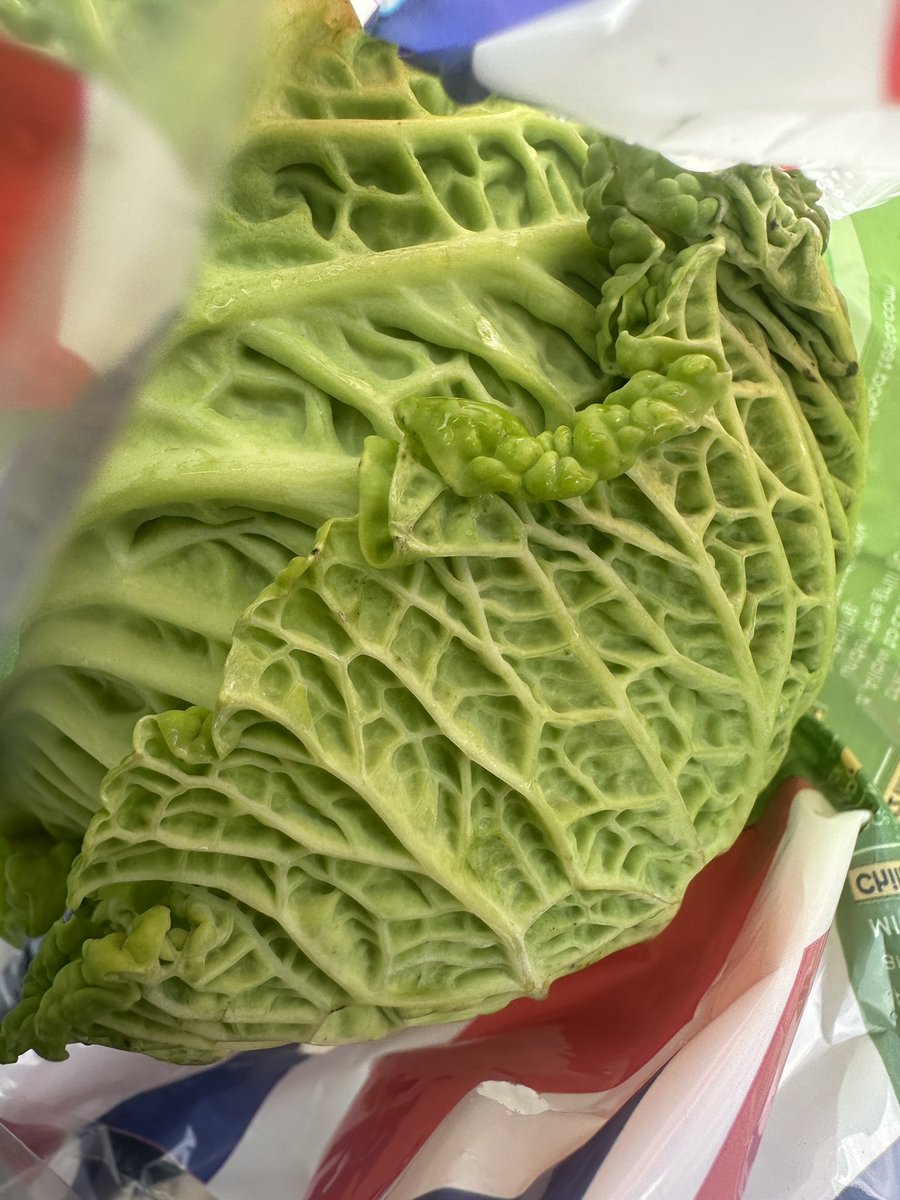 봄동은 없지만 봄동비빔밥은 먹고싶어