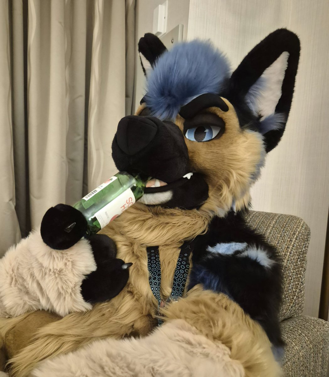 Kassel Shep ➡️ TFF tweet media