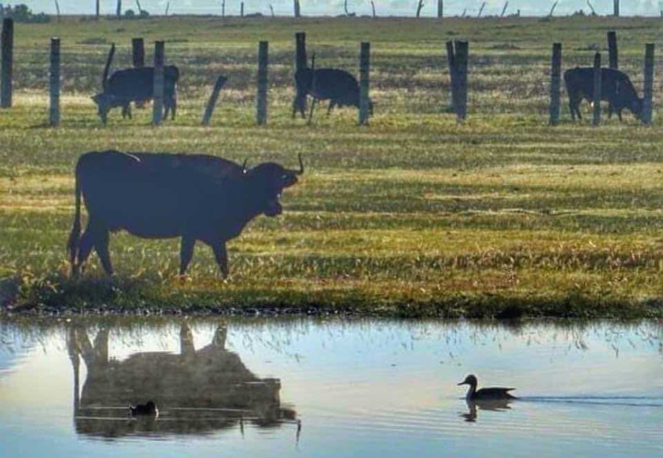 alejandra carvajal glez tweet media