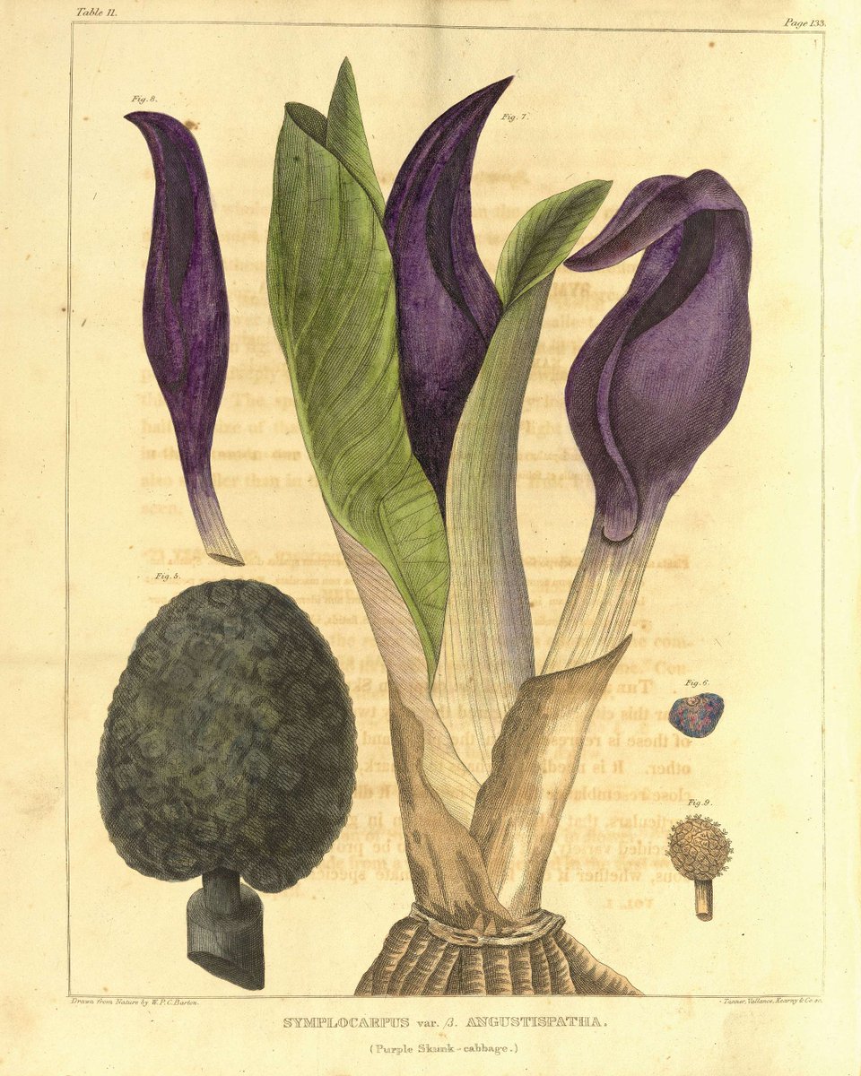 Mütter Museum tweet media