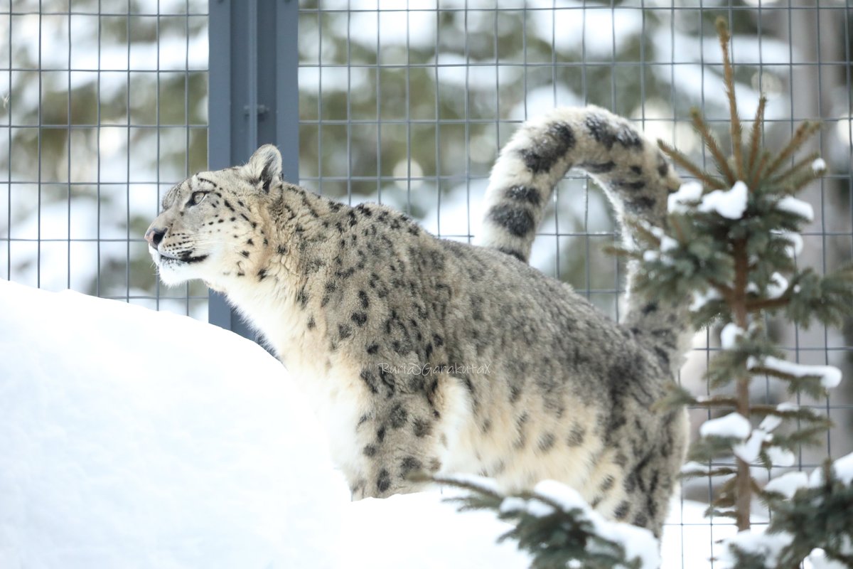 円山写ん歩 雪としっぽくるん *** Take a walk at Maruyama Zoo Snow