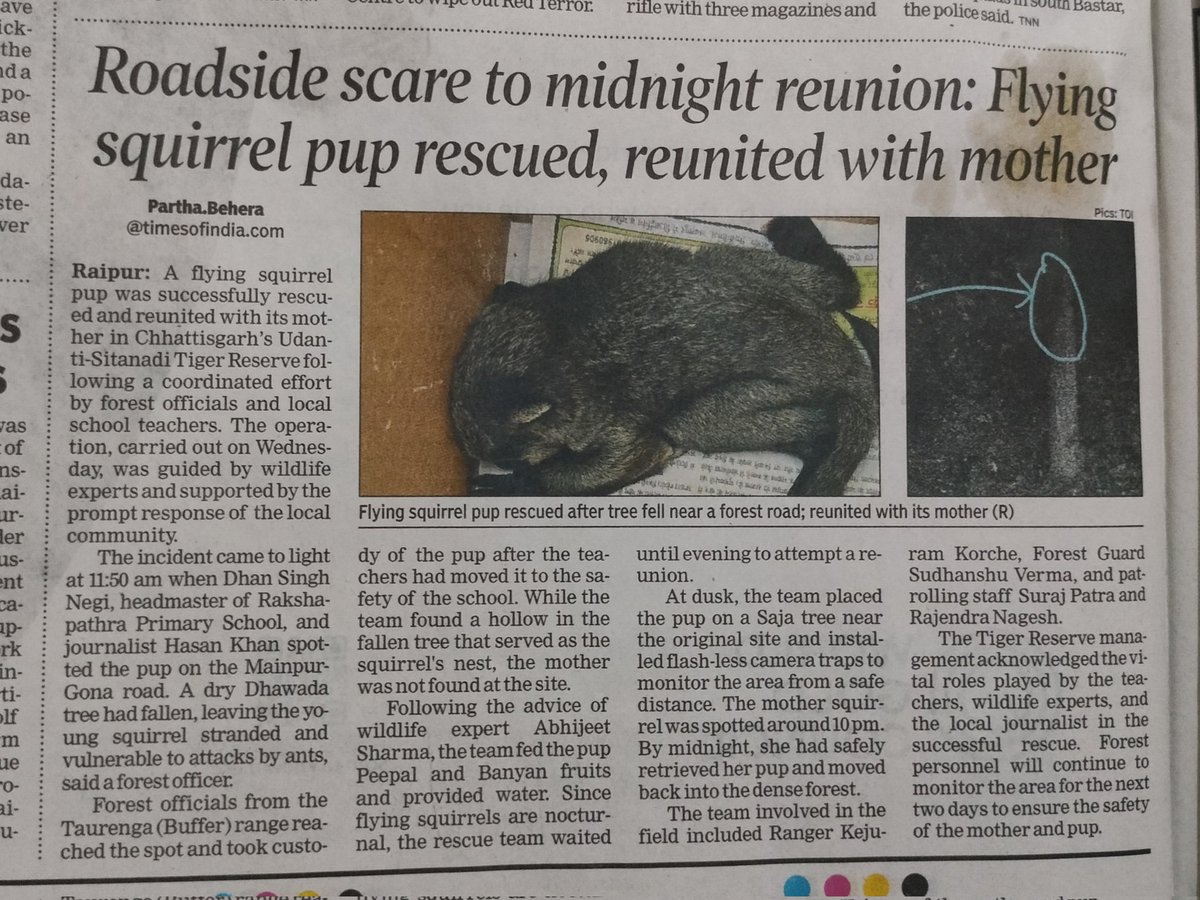 BeheraTOI's tweet photo. :

🐿️ Heartwarming rescue in Chhattisgarh! A flying squirrel pup was safely reunited with its mother at Udanti Sitanadi Tiger Reserve. Thanks to forest officials &amp; local school teachers' teamwork on Wednesday. Wildlife wins! 🌿 #Chhattisgarh #WildlifeRescue #UdantiSitanadi https://t.co/ysrvu3cdTV