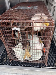 Calvert County Sheriff's Office tweet media