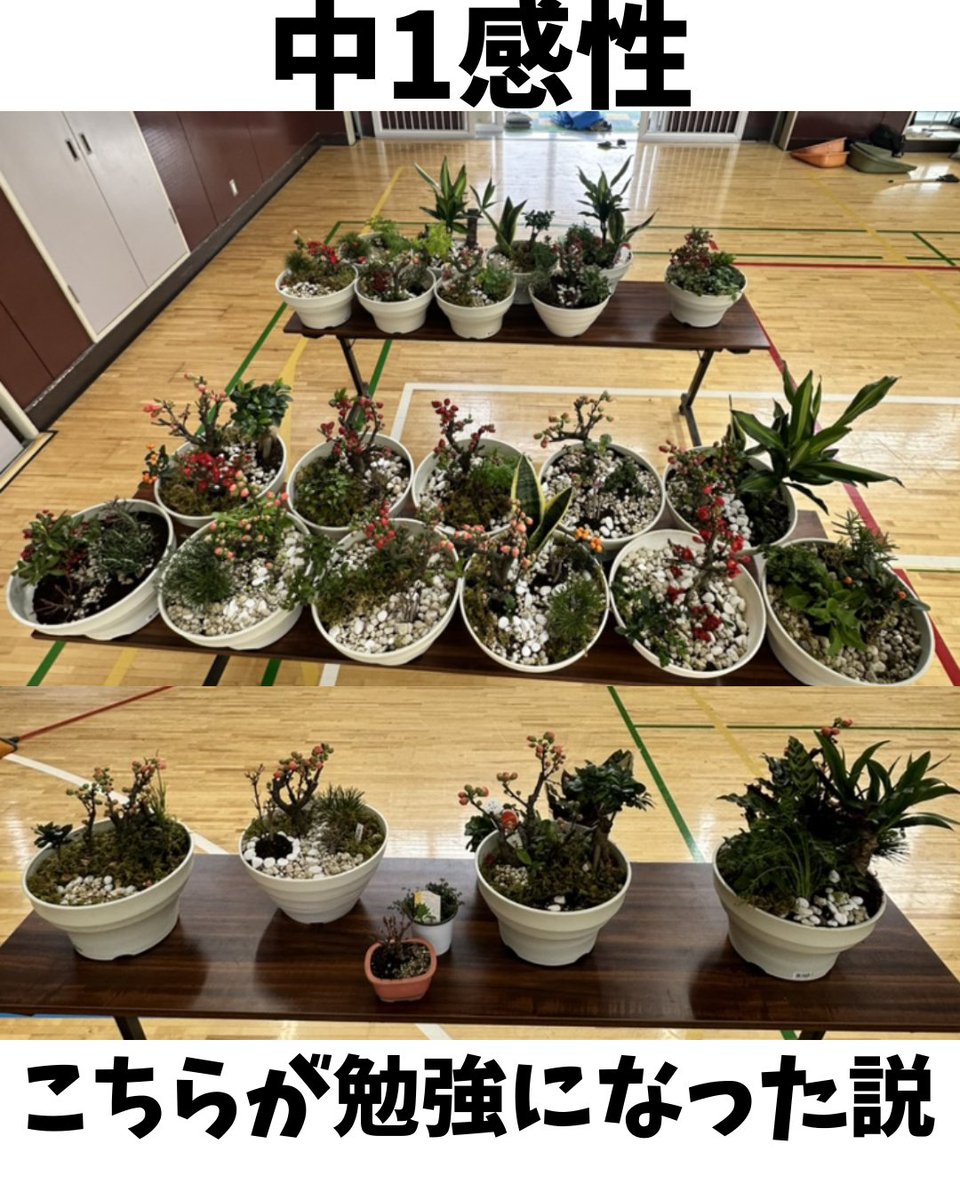 Issey1975's tweet photo. 職人企画があり久々に講師に。
某中学1年生に。
鉢の中に庭を造ろう🌿

庭造りに基本があるのはわかるが、その通りにやるの大嫌い。
それは、昔の話。

型にハマってない中1の感性、こちらが勉強になったわ😮 https://t.co/PkDjolbNm0
