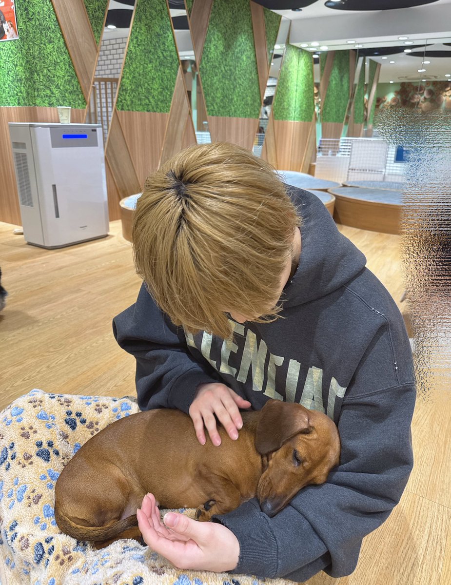 わんわん！とにゃんにゃん！