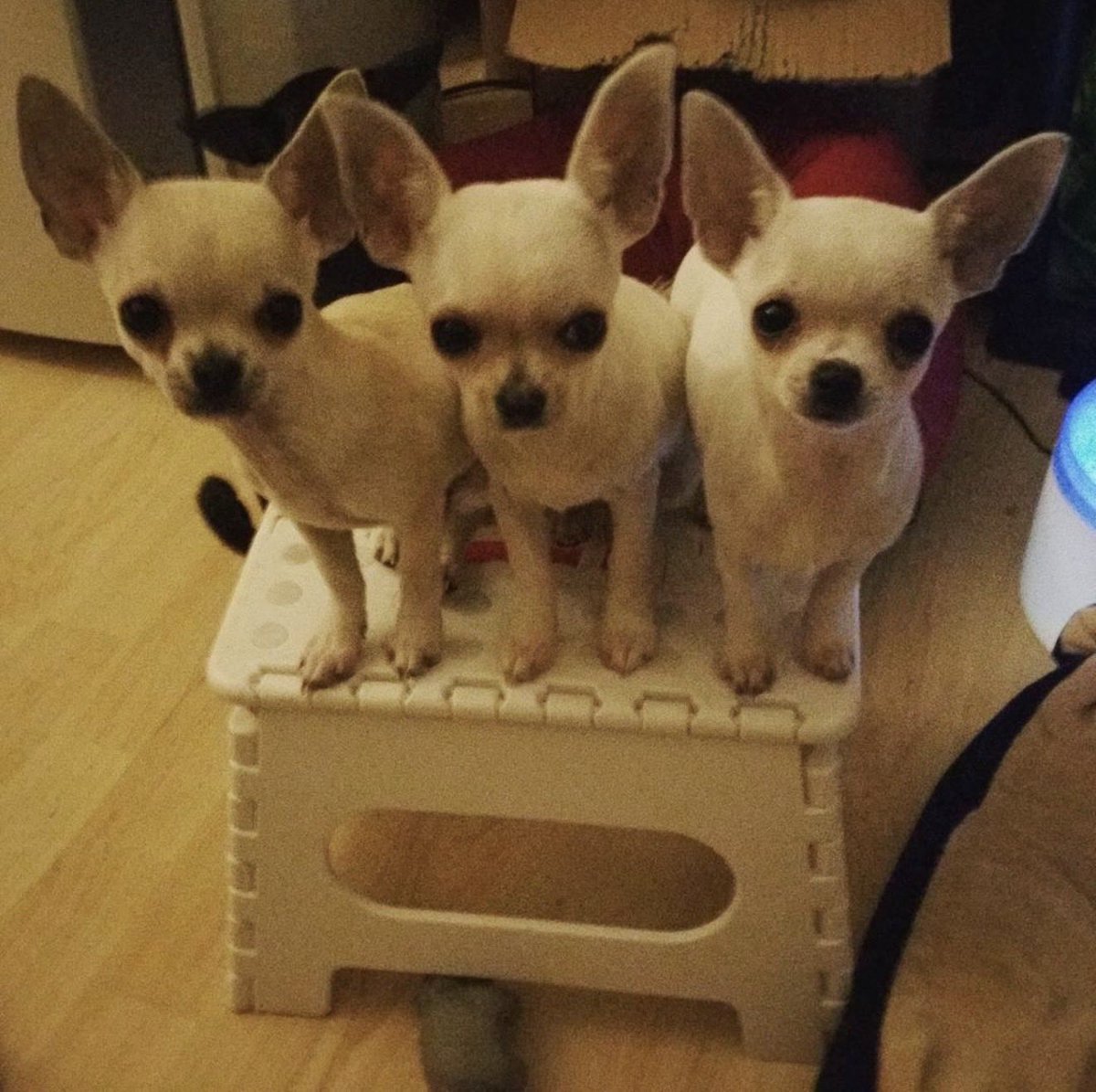 Romulus Maya tweet media