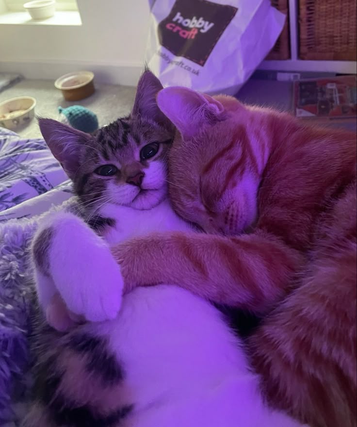 Cat 🐈 (@cutecatsmagic) on Twitter photo 