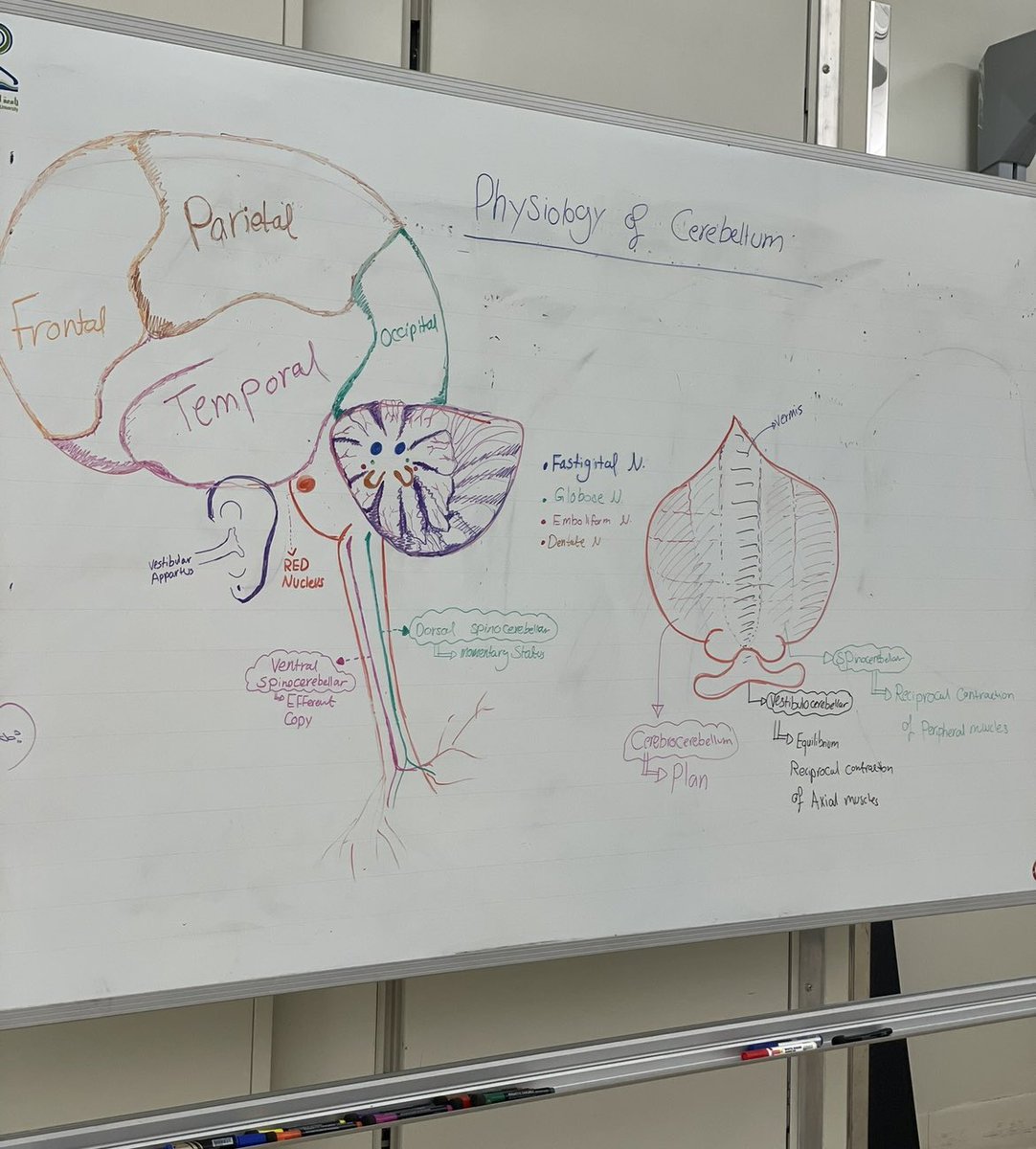 🌻ماريـّه tweet media