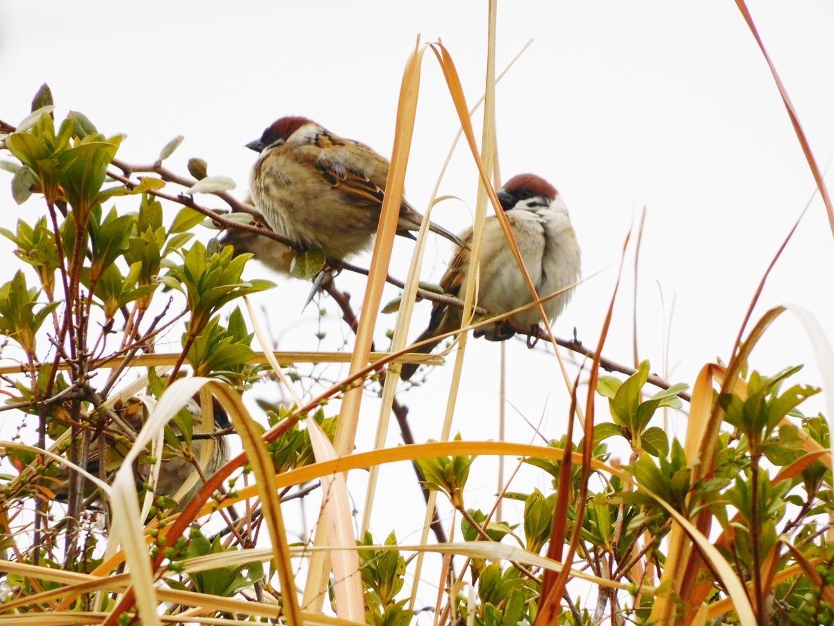 南大阪・河内長野市 寺ヶ池 2.27昼 スズメが増えているような…🤔 厚い