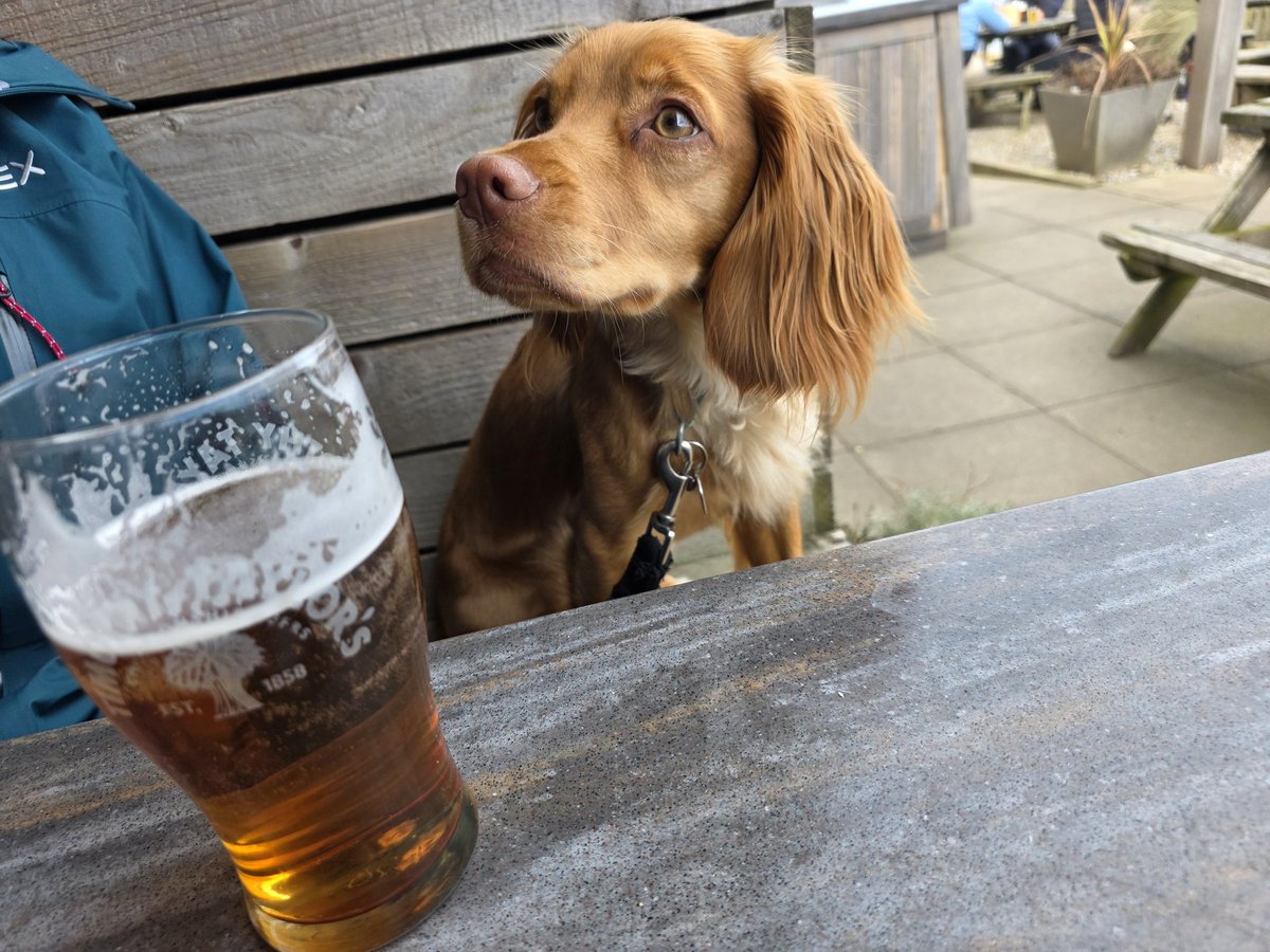 IndieCraftKDL's tweet photo. The refurbishment is almost complete, but we don't want to rush reopening with the finishing and cleaning required, so we'll stay closed today, reopening Saturday 28th from 4pm. @carlhigson DJ from 7pm. In the meantime, here's Frankie eyeing up some beer! #craftbeer #craftnotcrap https://t.co/xC7ep669xs