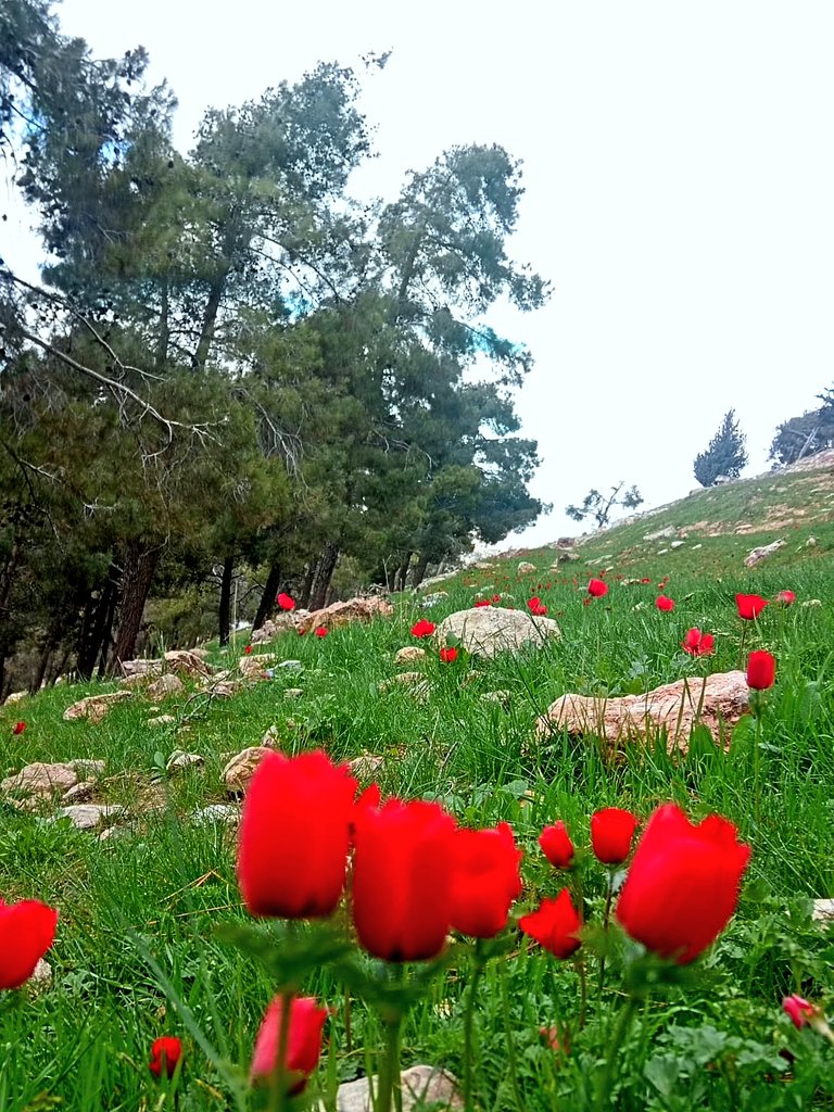 abulaian286's tweet photo. #ربيع_عمّان_2026
من تصويري اليوم 27 شباط 2026
الغطاء الربيعي والوررد من وسط العاصمة الأردنية عمّان https://t.co/QsNASVl9xc