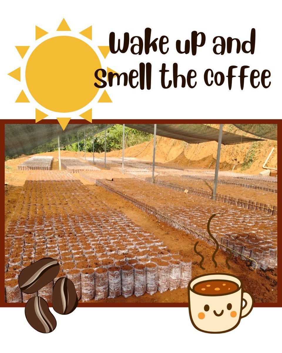Profugo_Friends's tweet photo. The Profugo team is prepped and ready to plant 18000 coffee saplings!!  The coffee from Wayanad is known for its robust and earthy flavor.  

#Profugo #wakeupandsmellthecoffee #organiccoffee #Wayanad https://t.co/Bern6AAKCV