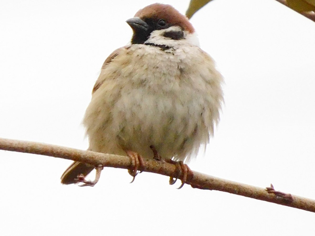 南大阪・河内長野市 寺ヶ池 2.27昼 スズメが増えているような…🤔 厚い