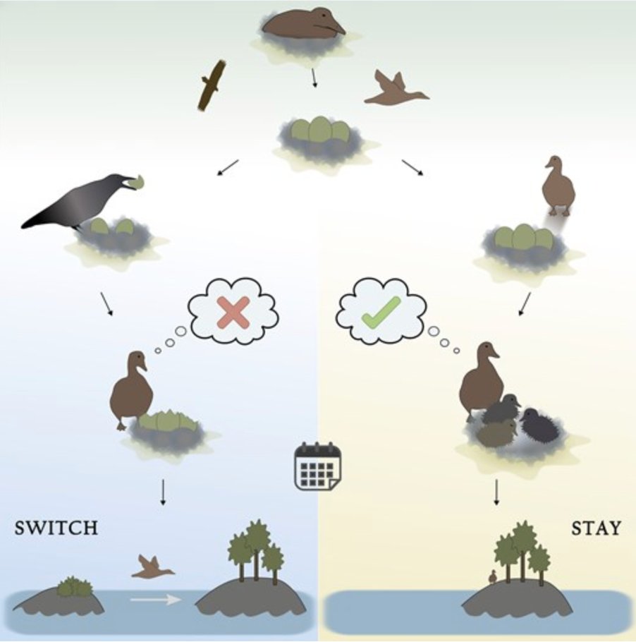 Behavioral Ecology tweet media
