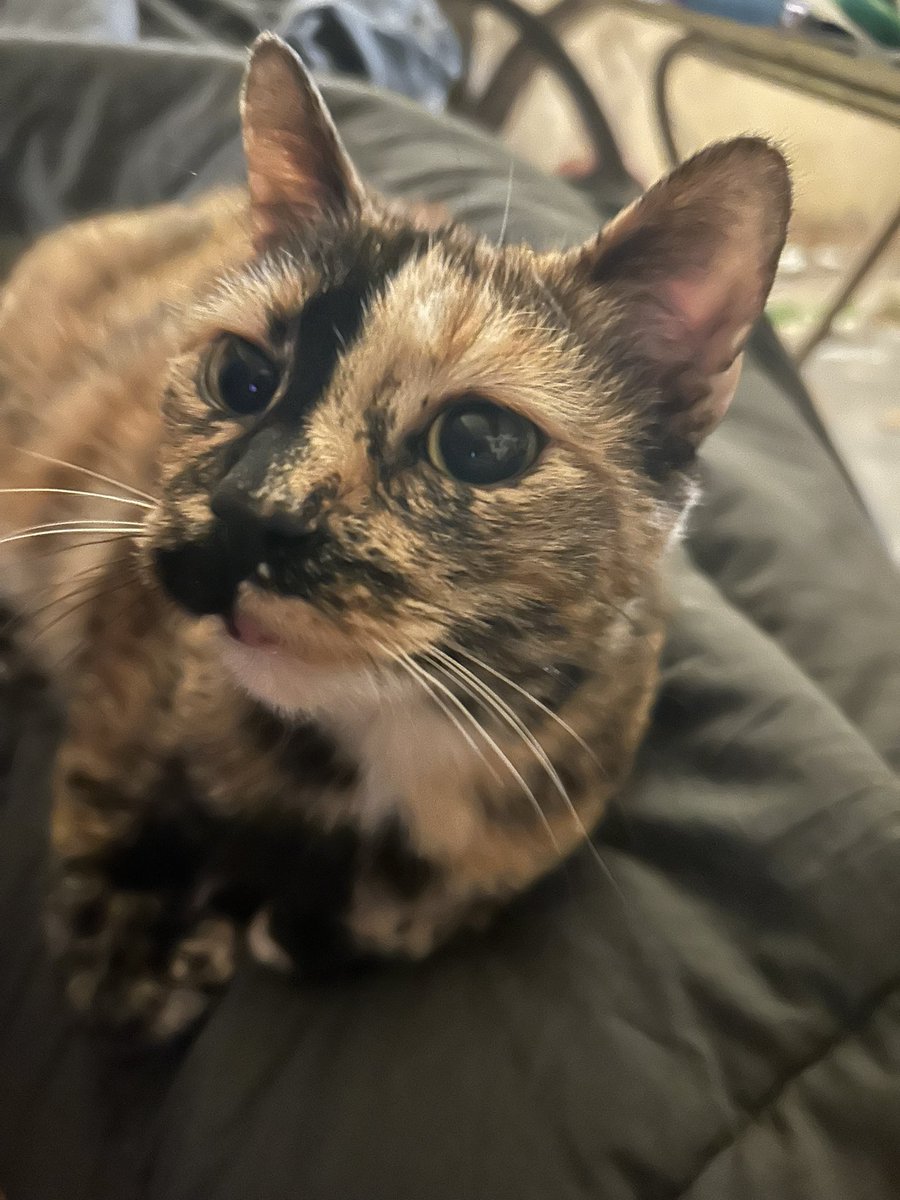 Randy Darnell tweet media