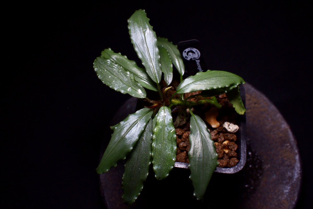 ブセファランドラ