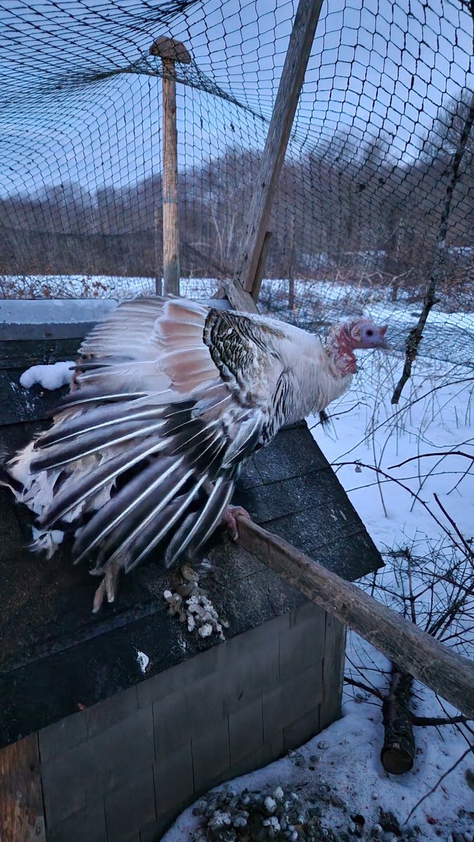 Brown Gen Surg Residency tweet media