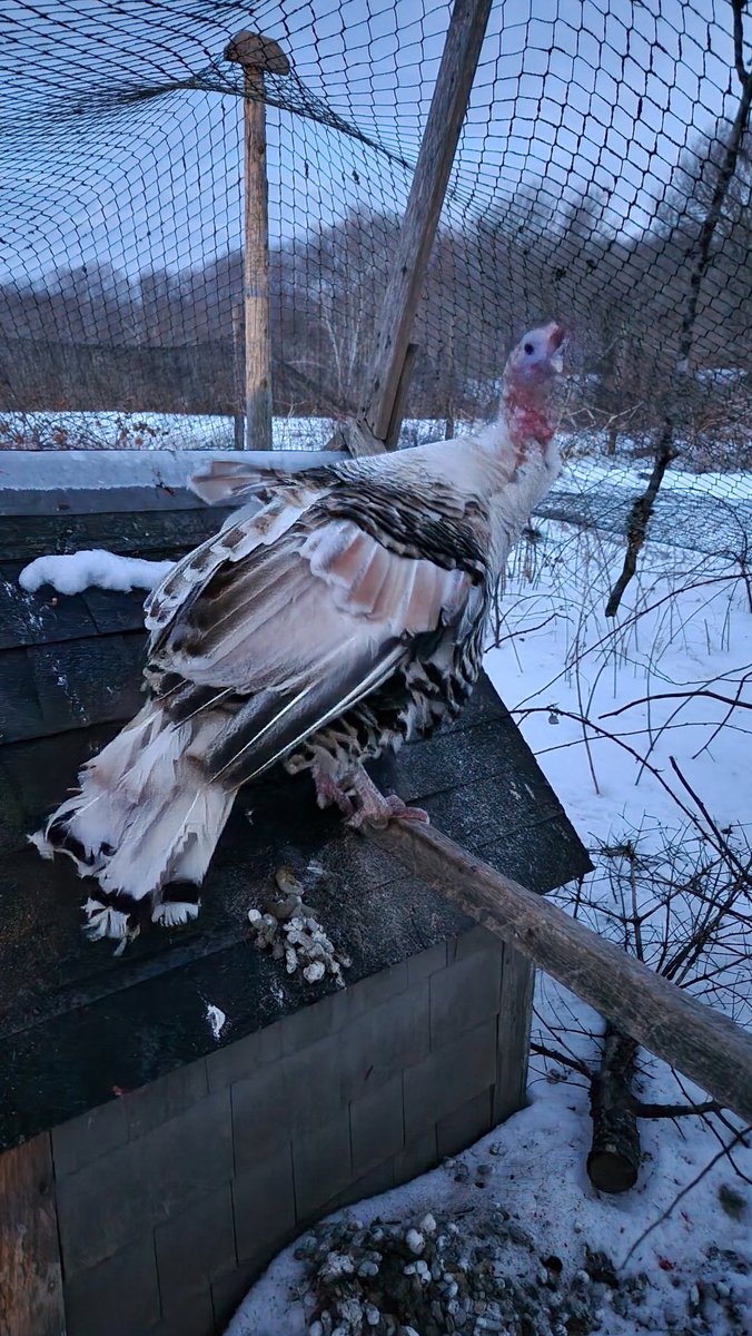 Brown Gen Surg Residency tweet media