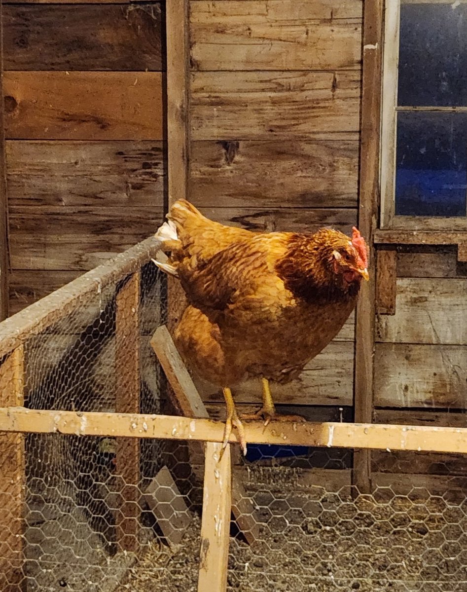 Brown Gen Surg Residency tweet media