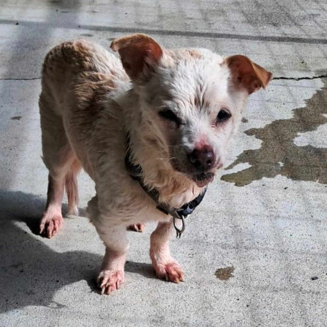 🔴 ¿𝐋𝐚 𝐜𝐨𝐧𝐨𝐜𝐞𝐬?? ¿𝐒𝐚𝐛𝐞𝐬 𝐝𝐞 𝐪𝐮𝐢é𝐧 𝐞𝐬???
#OURENSE
Entrada en el Centro de Recogida de Xinzo de Limia ― Dependiente de la Diputación Provincial―

Es una hembrita (parece abuela). Recogida por los laceros en 𝗠𝘂𝗶ñ𝗼𝘀.

Lleva collar y chip del País Vasco, pero