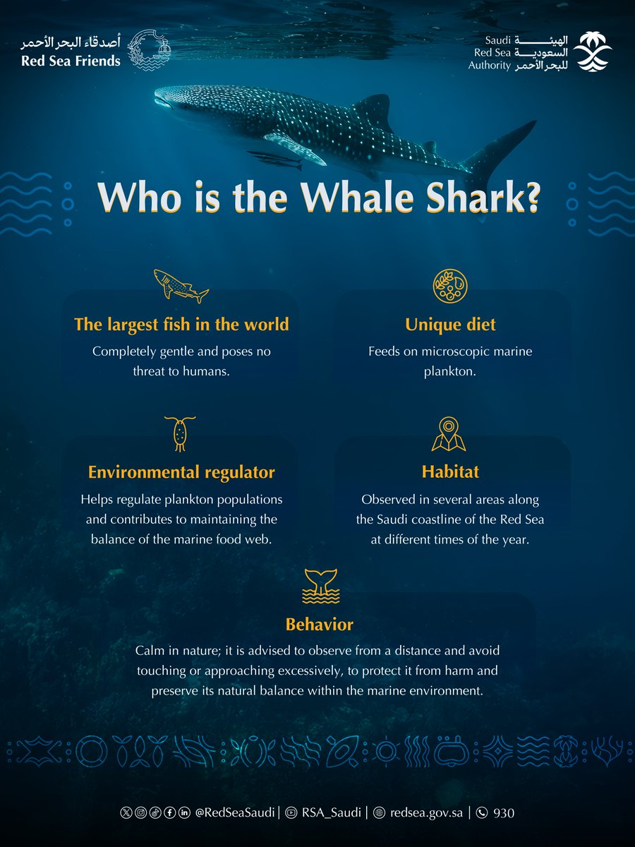 الهيئة السعودية للبحر الأحمر tweet media