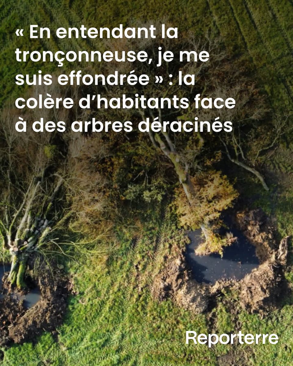 Des chênes de plus de 200 ans ont été déracinés dans le Cher, afin de convertir des prairies en champs cultivables. Lire l'article ➡️ l.reporterre.net/V1Z
