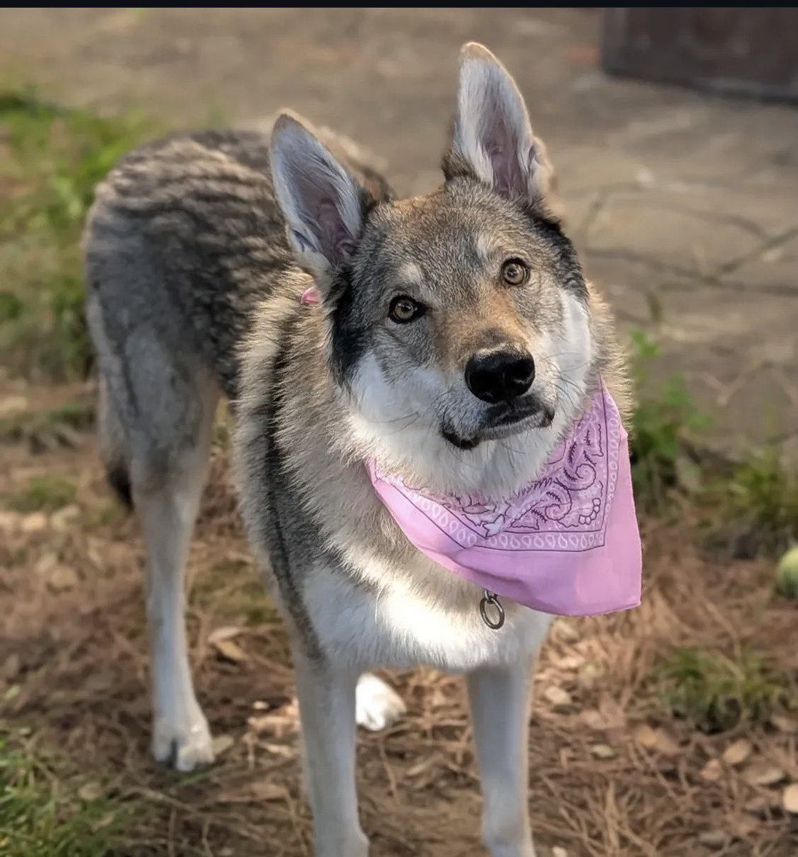 Keep attacking that we are doing well 🔒🐺💪🔥🔥🔥 $NAZGUL