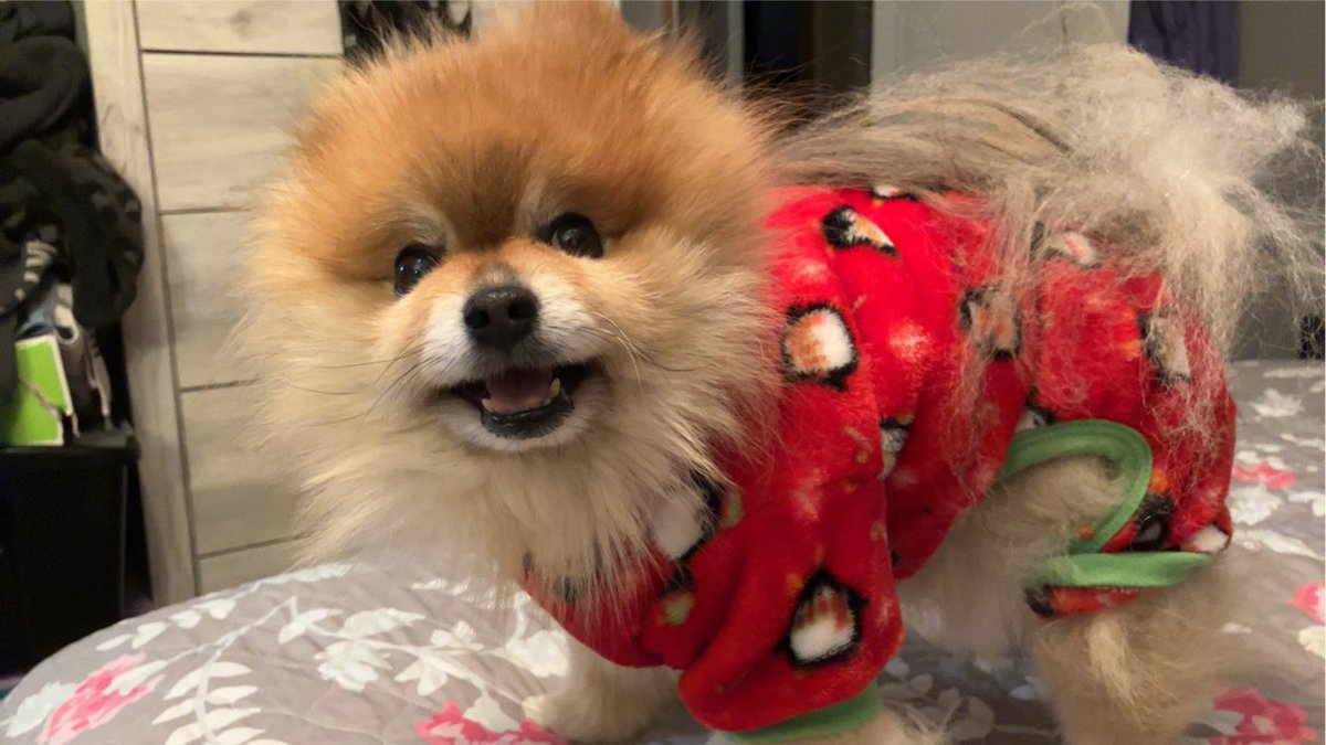 THEY TURNED MY NUGGET INTO A POKEMON