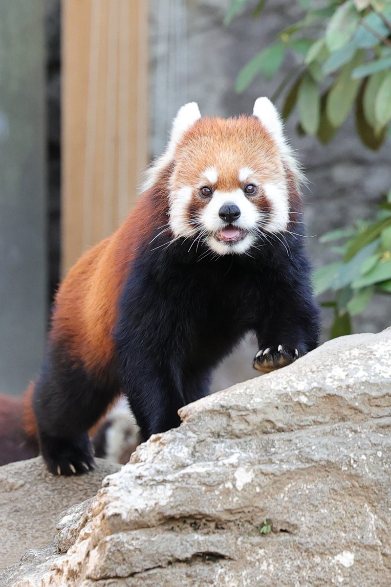 おはようございます 20260215 sun #ズーラシア #キク #レッサーパンダ