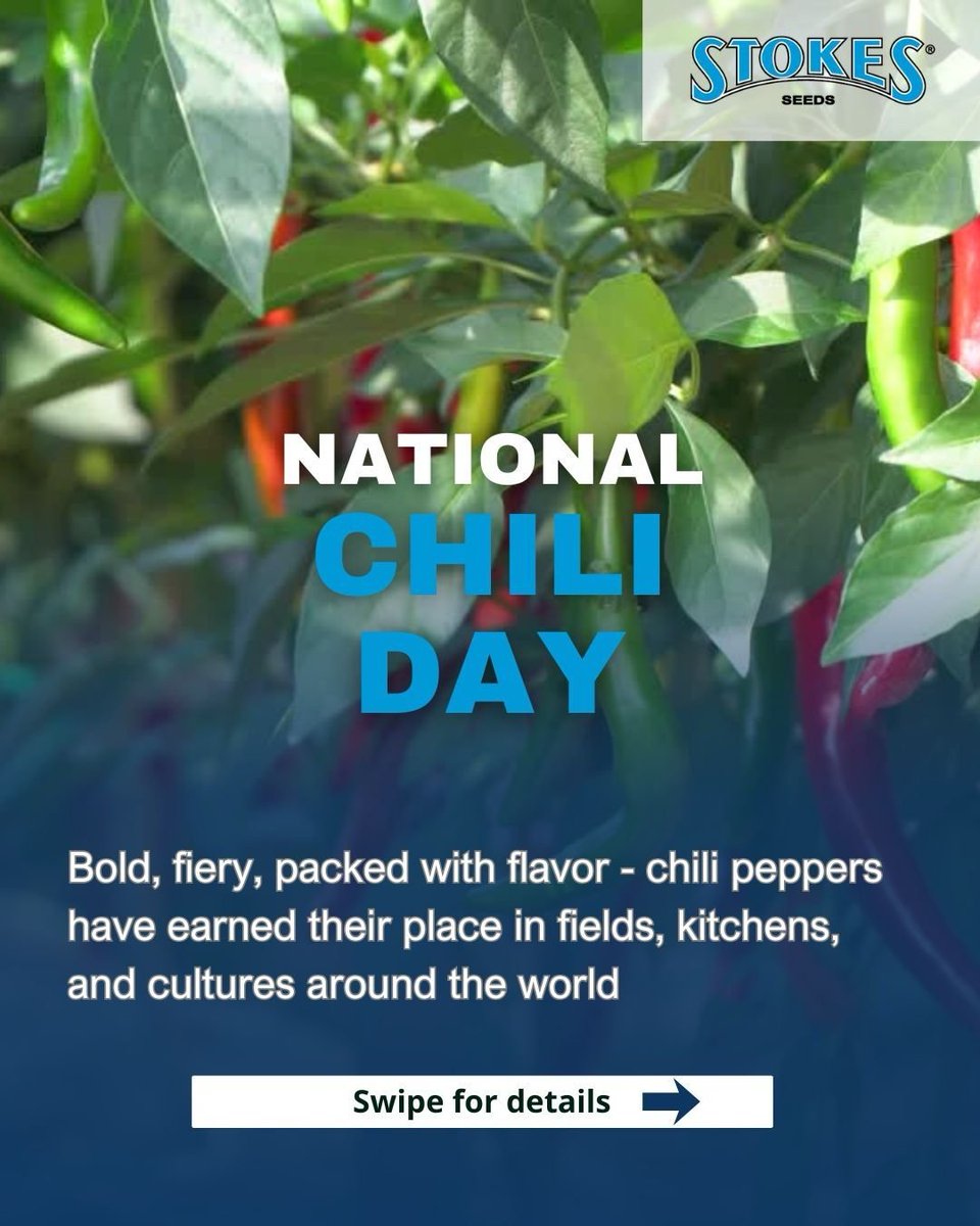 Stokes Seeds tweet media