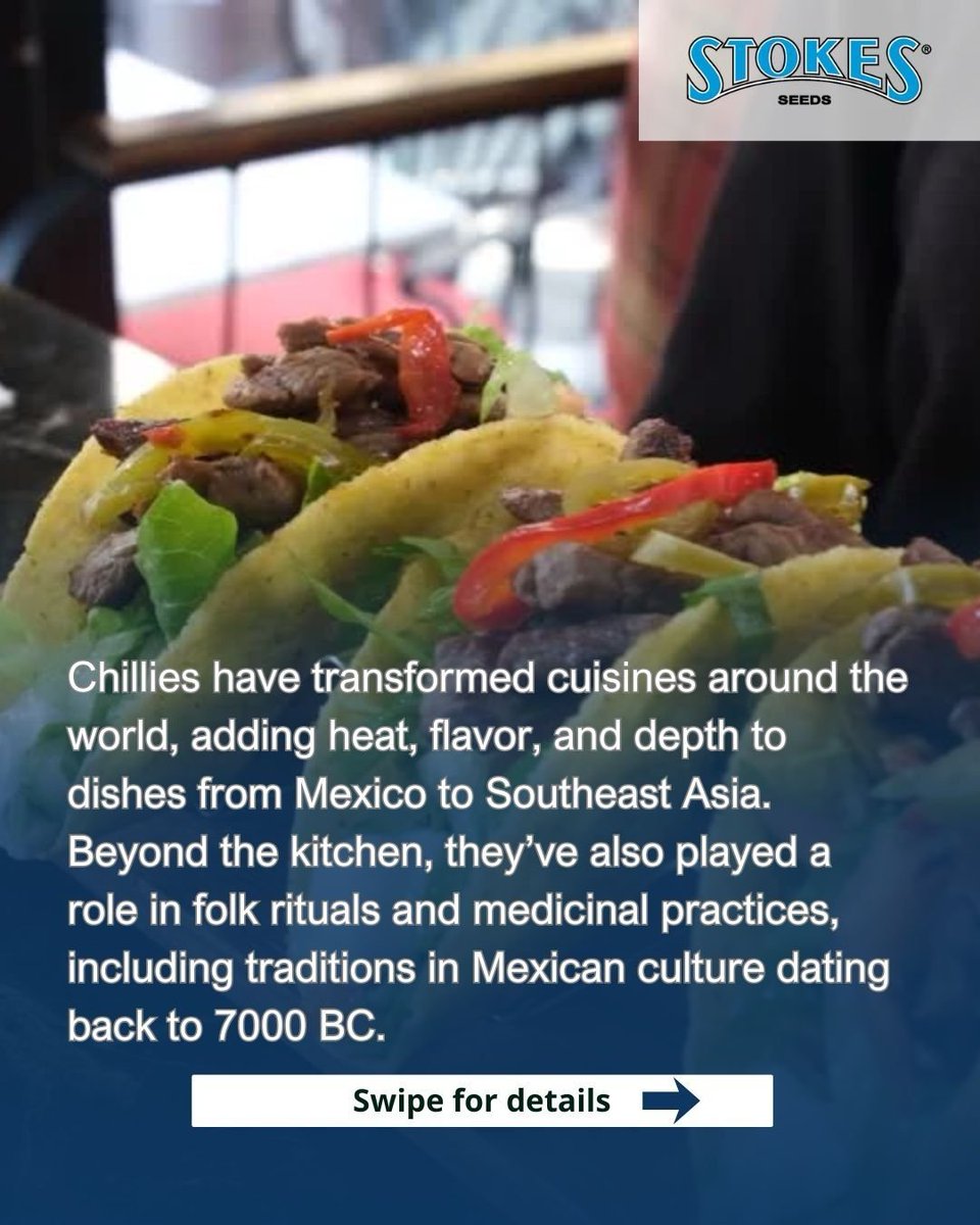 Stokes Seeds tweet media