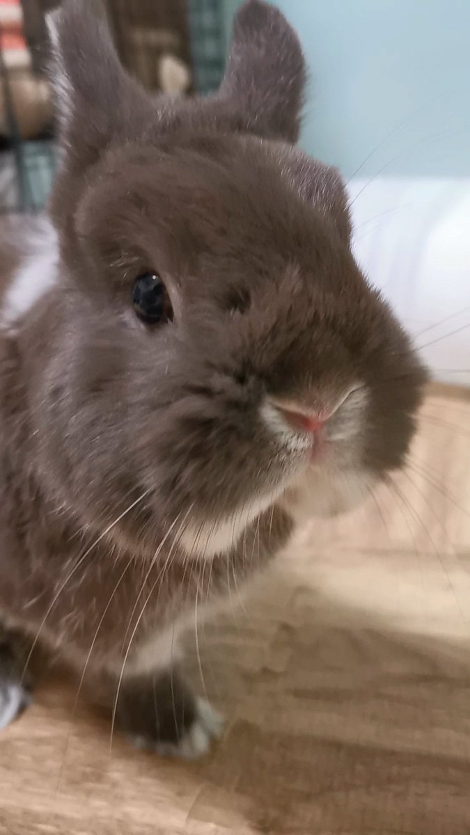 チョコとココア🐰（飼い主:もちこ） tweet media