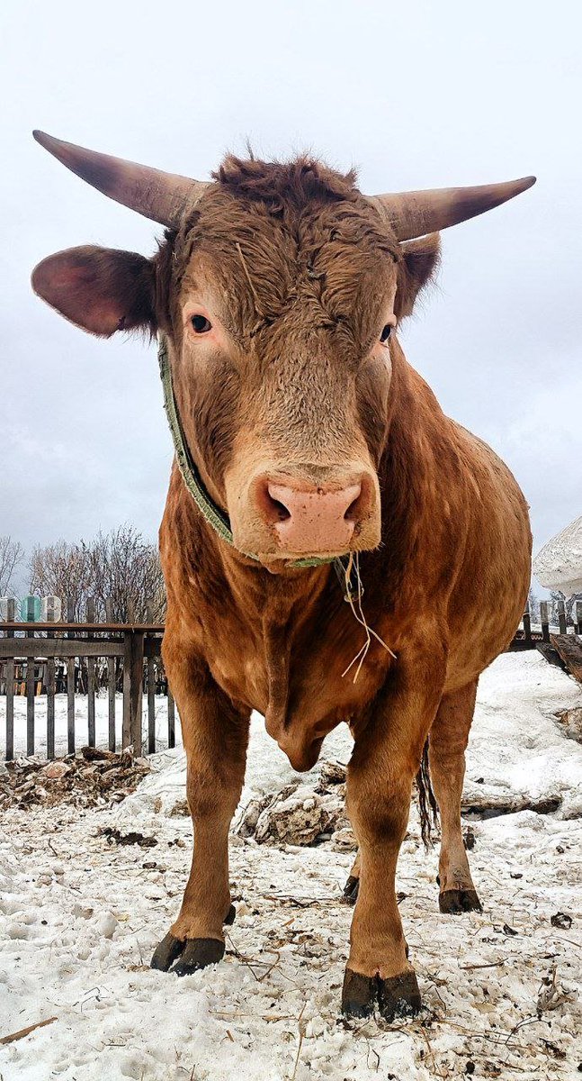 Владимир Максимов tweet media