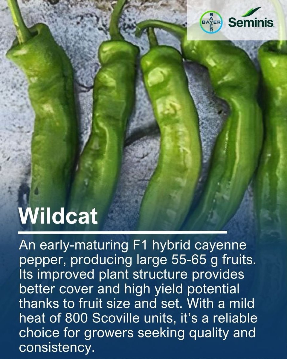 Stokes Seeds tweet media