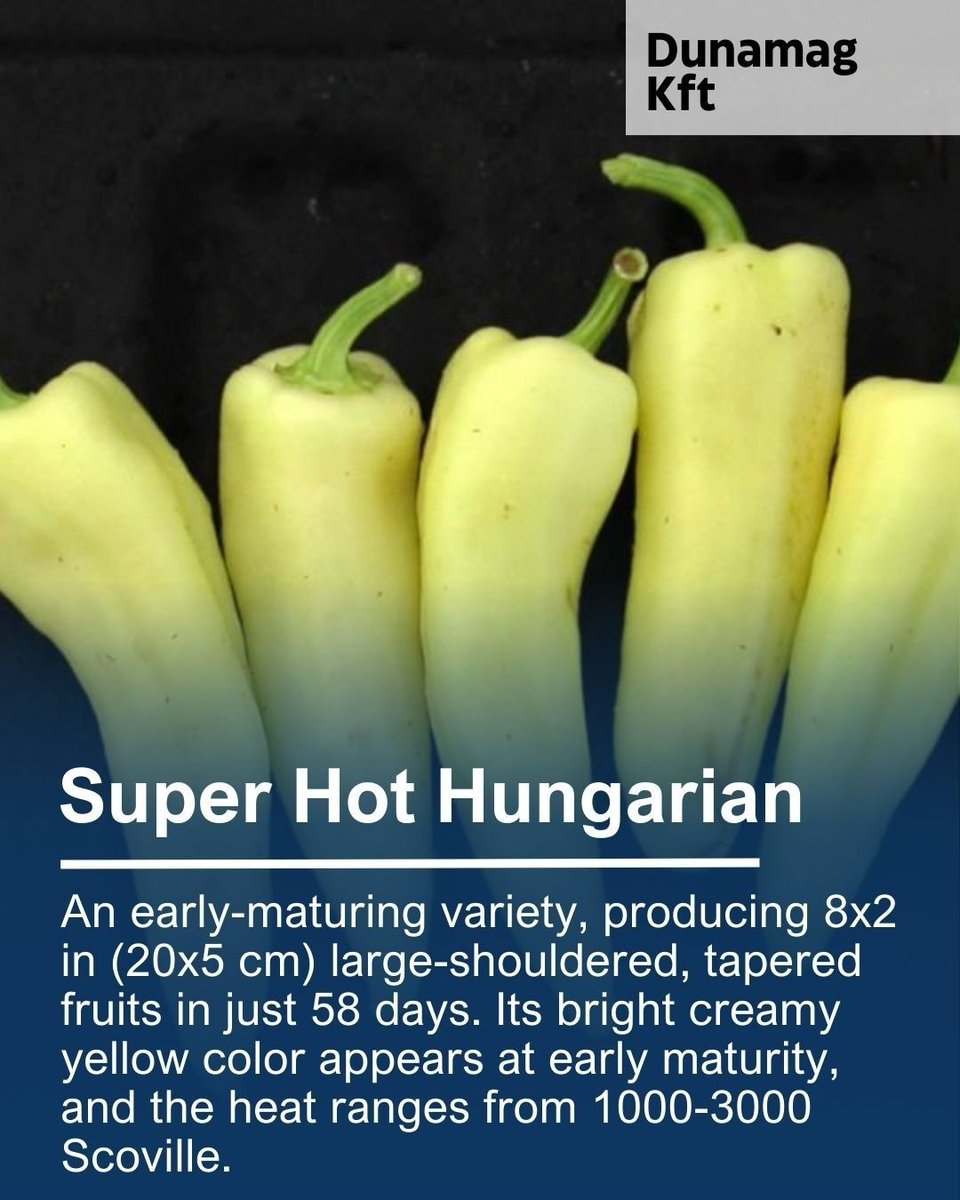 Stokes Seeds tweet media