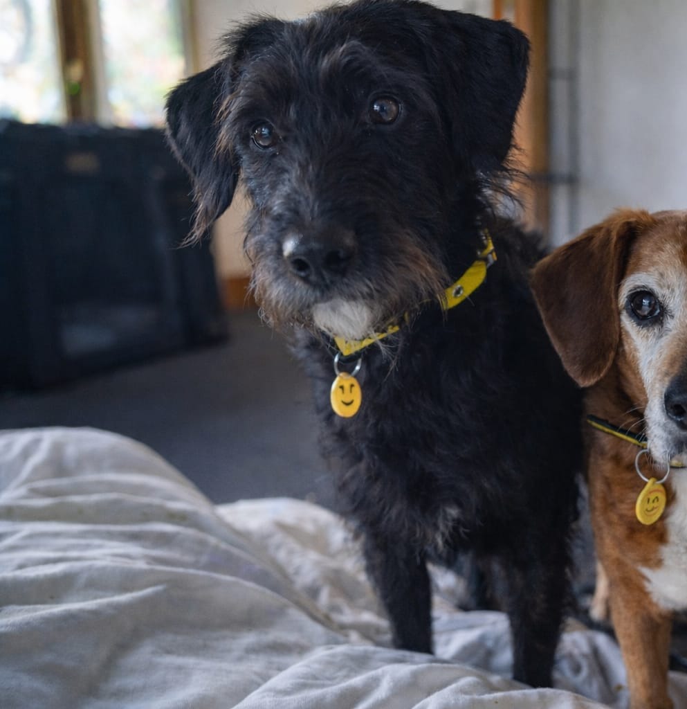 Looking for a young terrier with heaps of fun and energy? Banjo could be the girl for you. She has taken to foster life with ease and shows her fun loving, cheeky character - she is 2 years old.

#terriercross #dogstrustcumbria #adoptdontshop #cutedog @dogstrust