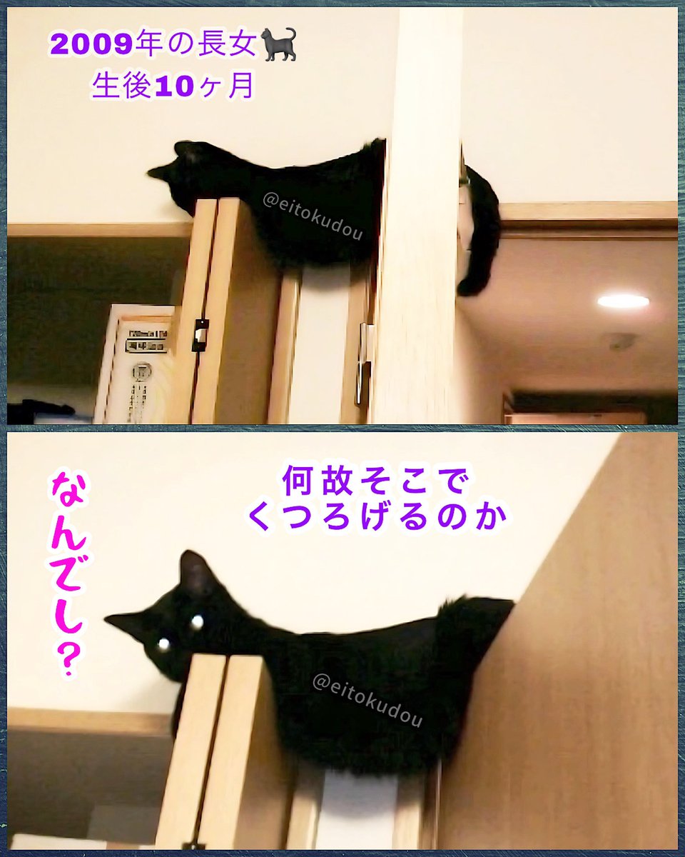 📌𝕏コミュニティ𓃠猫၈集会場𓃠今日のニャンコ🐱